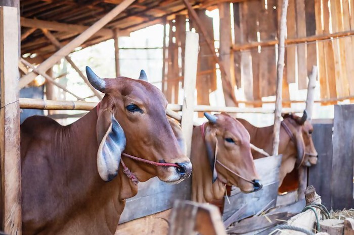 Bolehkah Daging Kurban Dijual? Ini Penjelasan Ulama dan Dasar Hukumnya